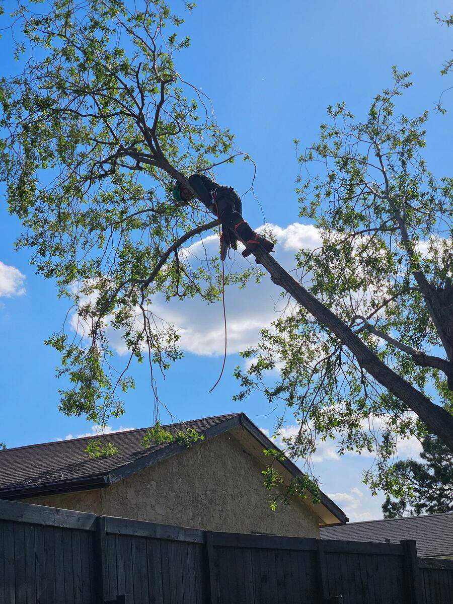 AJS Slashing arborist working high in tree canopy for precision pruning