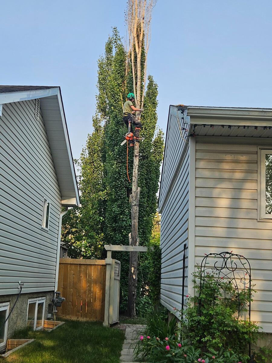 AJS Slashing removing black knots and damaged branches in tight residential space