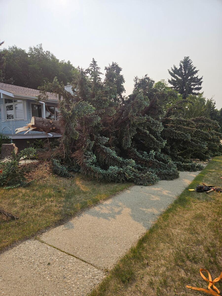 Before: Massive spruce tree fallen onto house